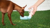 Pet water bottle with foldout lid/bowl - Blue