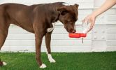 Pet water bottle with foldout lid/bowl - Red