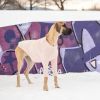 GF PET 4-Way Stretch Micro Polar Fleece Base Layer w/ front legs - Pink