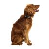 Durable Nylon Printed Dog Collar - Comic Book